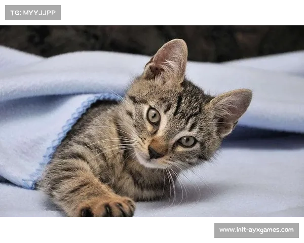 球迷高呼“汤姆外援”，猫咪抢镜成网红